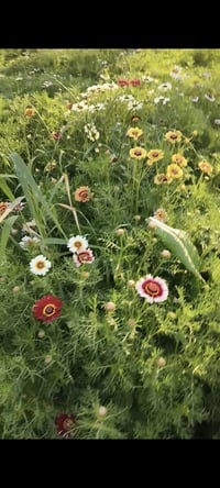 نباتات داخلية • نباتات خارجية • توصيل مجاني كربلاء