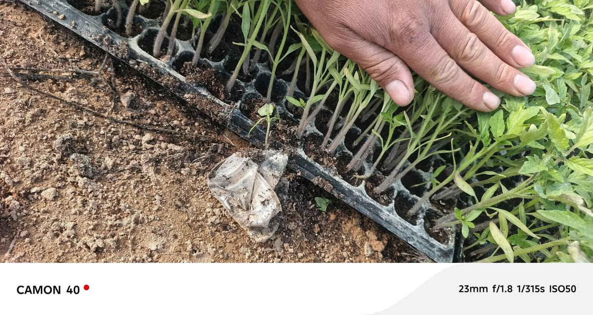 شتل طماطه عادي ٩فلينات سيل ***********
