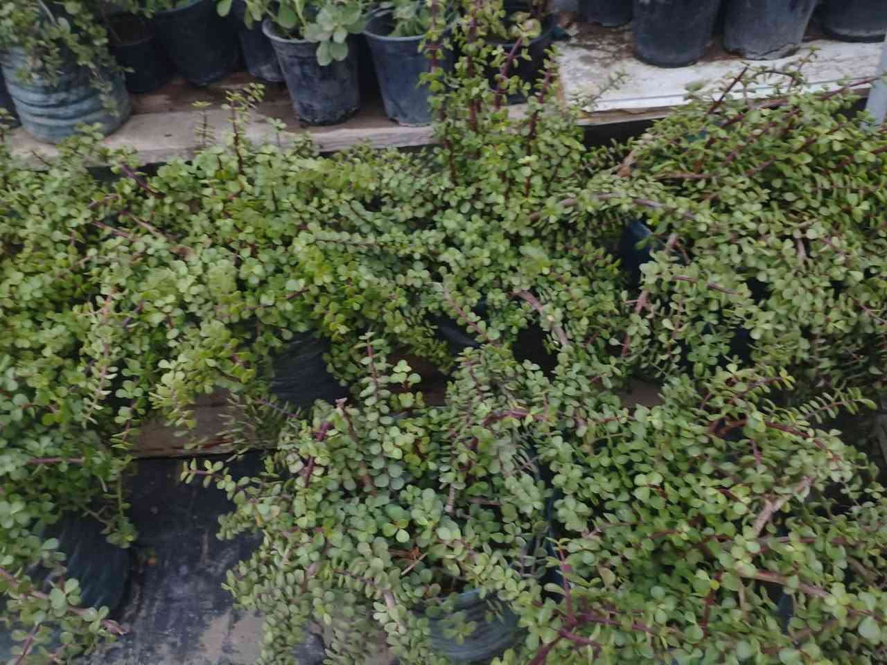 السلام عليكم زبائن الكرام اتوفر نبات دمعه الطفل أحجام وسط الزوج ب٢٥ وتك ب١٢٥٠٠ اخر ١٠ قطع قاروره مالت مي يعني دبه مو سندانه يوجد توصيل داخل بغداد بعض المناطق توصيل مجاني اخر ١٠ قطع الي ايريد ايكاثر او ايغير اسنداهن هسه وقت التكاثر وتغيير من سندانه اسندانه 🚘🚘🚘🚘🌿


**إذا كنت صاحب هذا الإعلان وتريد حذفه لأي سبب، رجاءا أرسل رسالة إلى الدعم الفني**