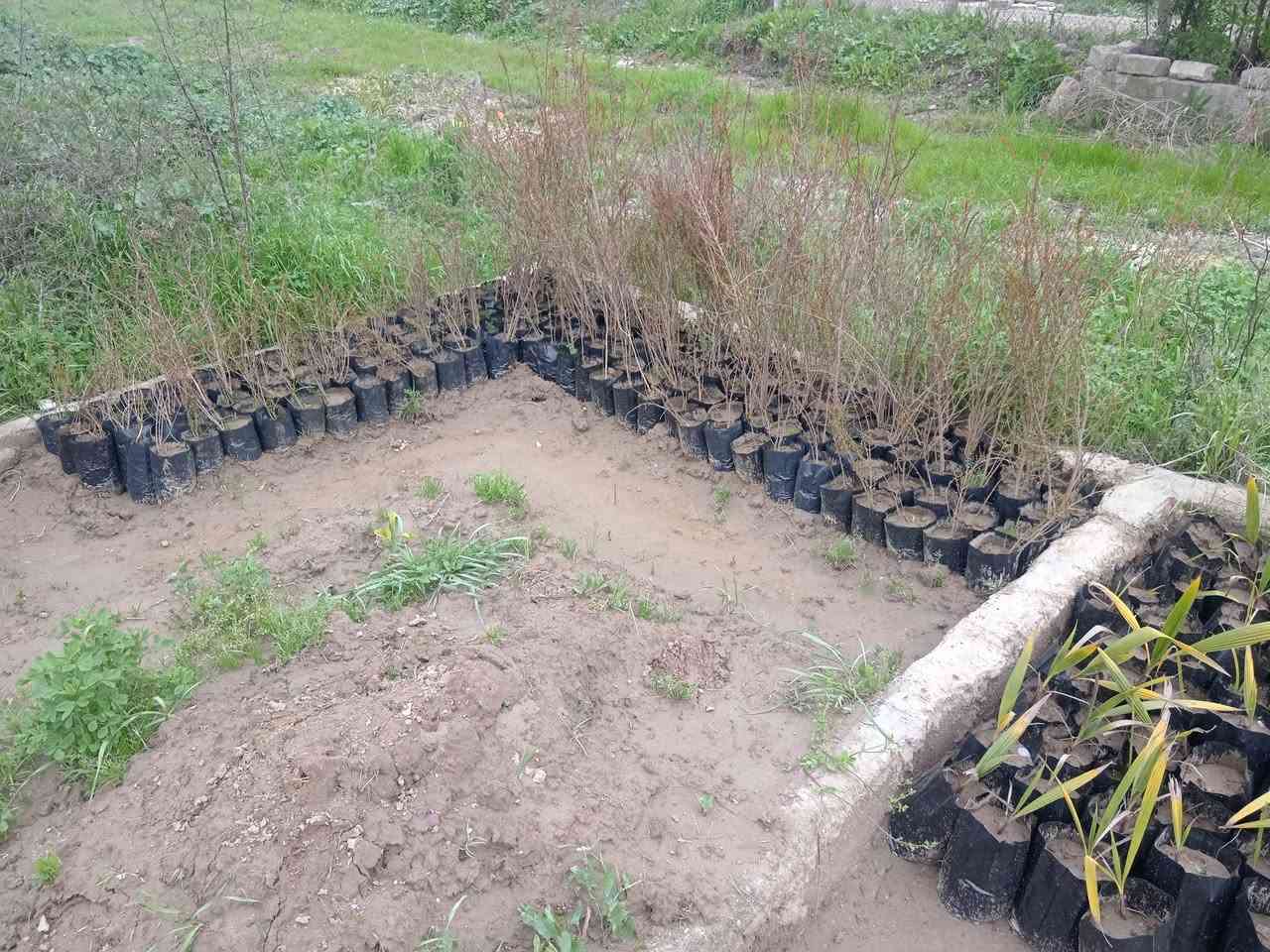 متوفر أشجار رمان وتين وواشنطوني ابيع جملة ماكو مفردات للتواصل ***********
