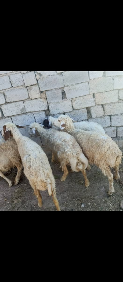 اللهم صل على محمد وال محمد متى حلال للبيع العدد 6 حلال نظيف مال ديره كفاله عامه سن وشطر كله ماخذ الفحل في اثنين محاطيط والباقي عشر حلال نظيف يلا عيني وين الجنايه مكان الحلال بغداد التاجي ناحيه المشاهده سعر ا السعر مناسب خاص///‏‪‏‪***********‬‏
