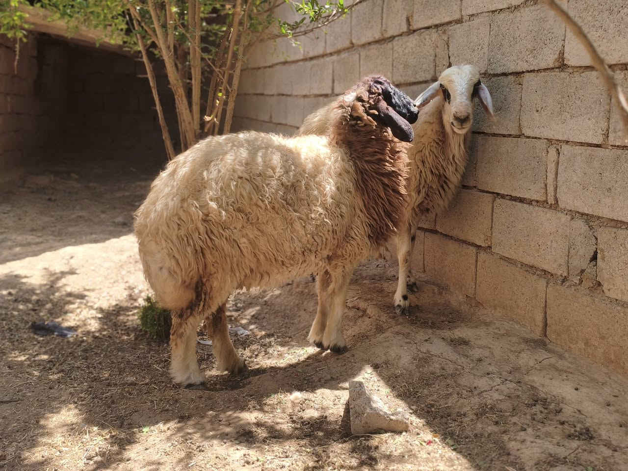 السلام عليكم ورحمة الله
ثناو للبيع العدد 2 و دجه مبدله سنين و فطايم العدد 3 فاخرة مالات جنية
العنوان القياره قريه حاج علي 
***********
‏‪***********‬‏
