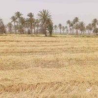 بابل الحمزه الغربي • ٥دونم • زراعي ماء وكهرباء