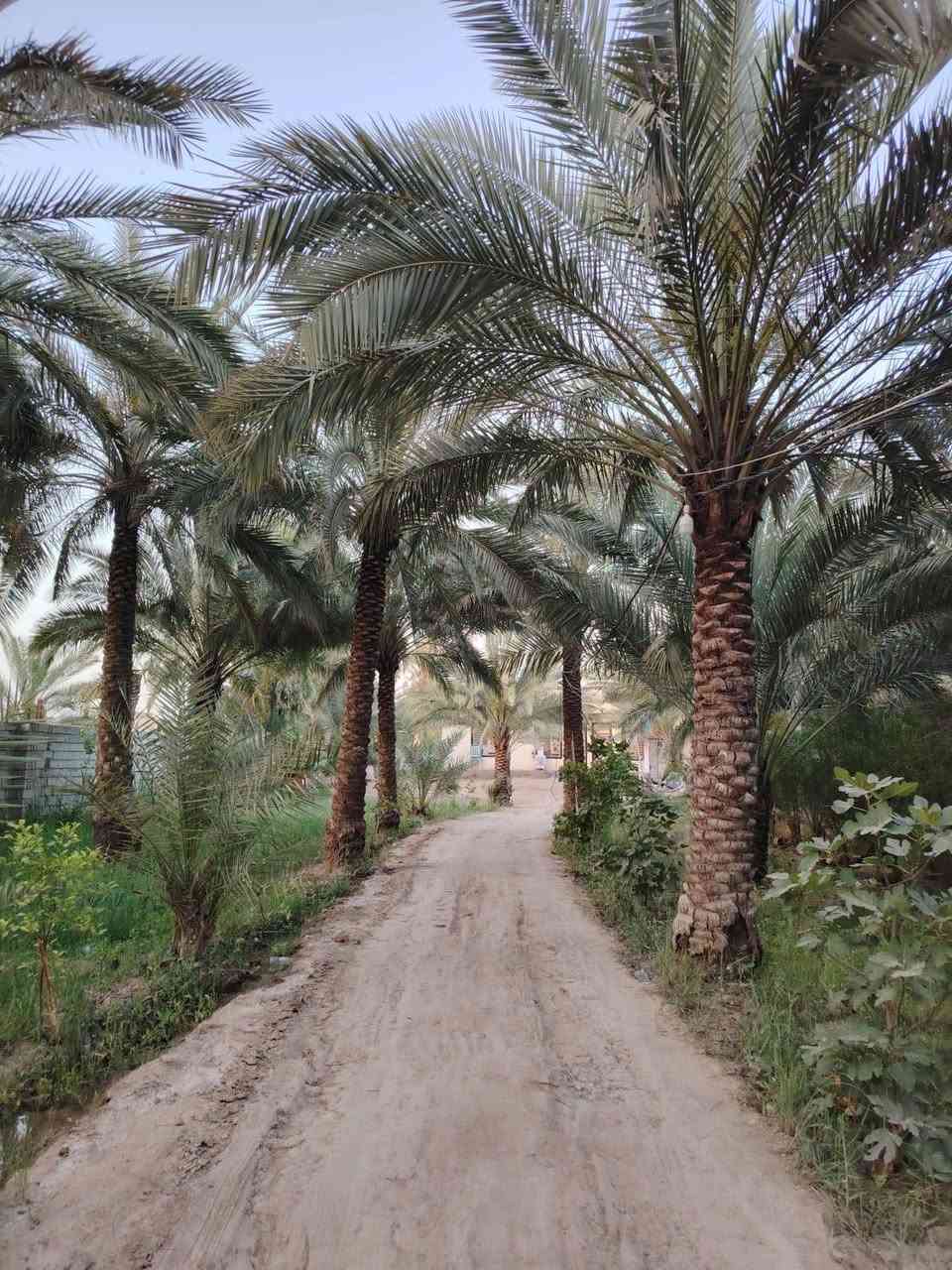 سلام عليكم
للبيع دونم وربع مع بيت مساحه ٢٠٠ متر بي ٣ غرف نوم جديد 2026 بناء طابوك جمهوري المكان كربلاء الحر منطقة الجمالية متوفر كامل خدمات للاستفسار مراسله الصفحه محمد الطائي  أو واتساب ***********
