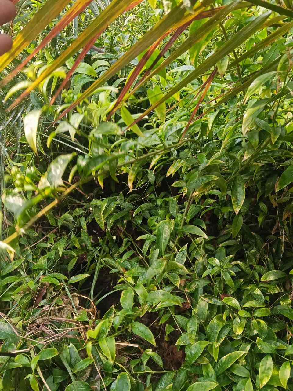 شبو أو مسك الليل السعر 3000 سندان العنوان كربلاء قضاء الحسينيه منطقة الابراهيميه ***********
