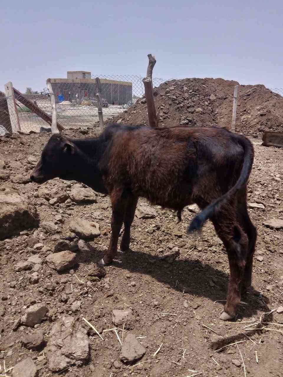 السلام عليكم ورحمه الله وبركاته عظم الله اجورنا واجوركم بستشهاد قطيع الكفين ابا الفضل العباس عليه افضل الصلاة والسلام طلبآ وليس أمرنا فقده في ليلة استشهاد الامام الامام العباس عليه افضل الصلاة والسلام اتكرمون انتم (عجل لونه اسود) في سوق الشيوخ ما مبين منطقة حي الجوادين الى مدرسة صفي الدين والله وبالله وتالله هذا اشترينه ثواب للامام كل من يعثر عليه يرجى الاتصال بهذا الرقم ***********
