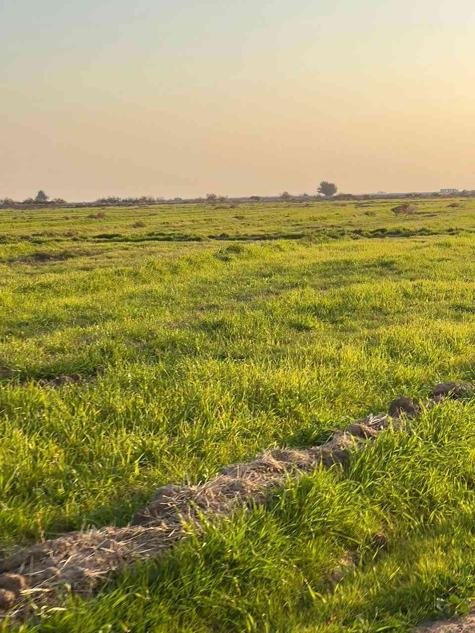 ضمانه 100دونم قرب شارع زبيديه صويره 
*********** قريه ذهب
