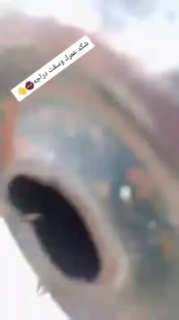 انتنس • ٢٠٢١ • كلجات جدد