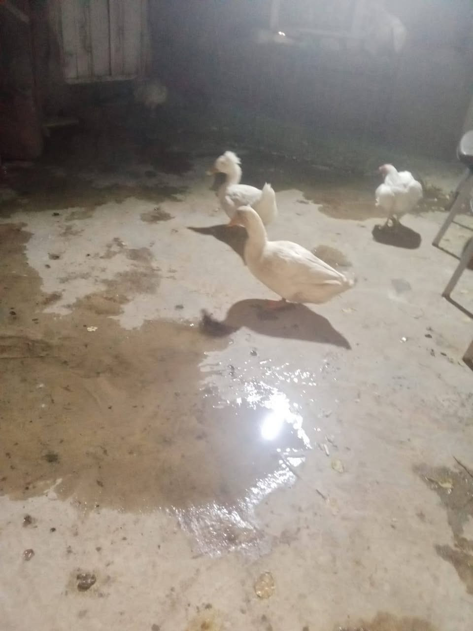 سلام عليكم ديج ودجاج يبيض وزوج بطوط مال بيت للبيع مكاني الزعفرانيه الاستفسار***********
