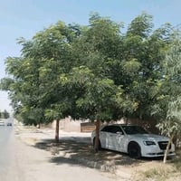 مظلة سيارة • منظر جميل • جمالية المكان