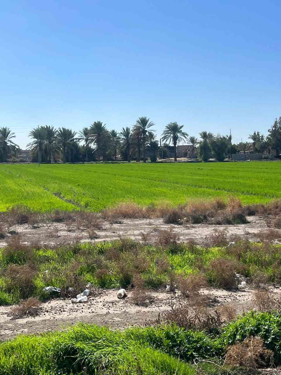 اخويه العزيز جايبلك عرض ابد ميضيع ✅
جايبلك 5 دوانم سعرهن كلهن ب 35 فرصه ذهبيه
يعني ال 5 دوانم شلعه ب 35 مليون فقط تواصل 
*********** متوفر واتساب بلأرقمام التاليه
 طابو سند 25 اصولي على شارع 10 مترات وواجهيه
الدونم الواحد 50×50 مربع منطقة امينه وسكينه
وزراعيه العنوان تاجي مقابيل مدينه سبع البور 
منطقة الشيخ عامر بلعيساويه خلف السور كامله
خدمات تفتر المنطقة كلهه وما تلگه بهيج سعر
والارض طابو سند 25 فتح بيان بأسم المشتري
 تواصل واتساب متوفر بلرقم *********** ✅
