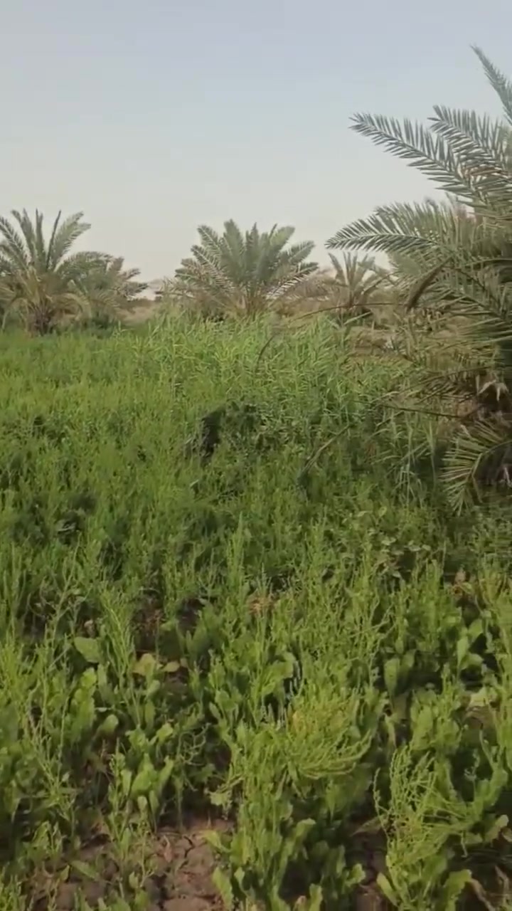 بستان البيع زراعي بستان زراعي المساحه 4 دونم الواجه 65 والنزال 140 متر المكان ازديناويه منطقة اصبحه يعبد عن الشارع العام كيلو متر الشراي ينتصل على الرقم ***********
