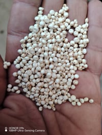 ذرة حشاشه • بذور بونيكام • جملة ومفرد