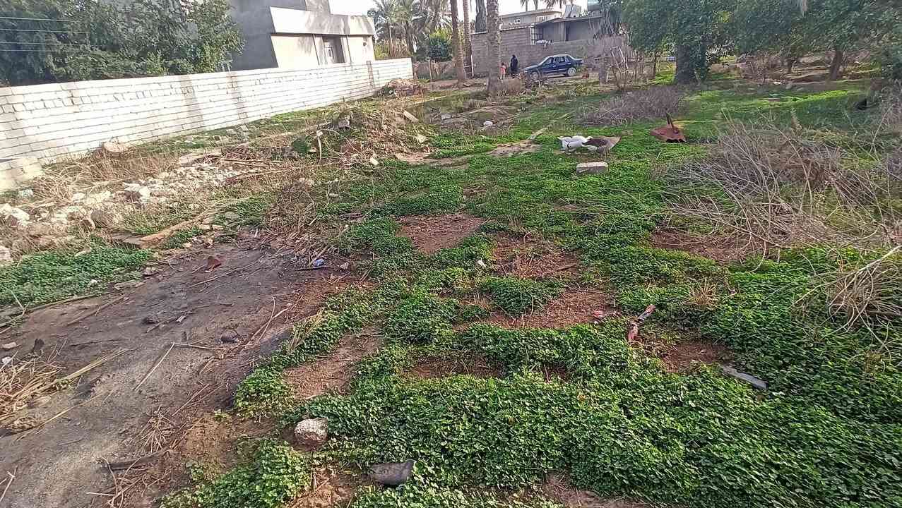 السلام عليكم 
قطعة ارض للبيع بالبدعيه مساحه الارض 460+20 متر فضله 
جنس الأرض طابو زراعي تبعد عن مشروع الاسحاقي 50 متر 
قريبه من بيت عدنان حمد بيها نخلتين خستاوي راقيات 
السعر 27 مليون ارخص قطعه بالبدعيه 
رقم الهاتف ***********
