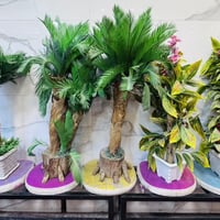 شجر كبار • كربلاء • بيها مجال