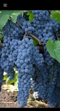 ١٦ دونم • بيباني • بستان عنب