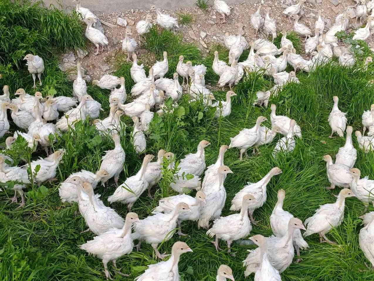 ماشاء لله قه لی سپی که نه دی ئه سلی
 جوتی 21 هه زار به زه مانی ئۆرجینال
به شه رت نێره ی تا 30 کیلۆ بڕوات
وه زنیان 500 بۆ 700 غرامه
شوێن عەربەت ***********
***********
