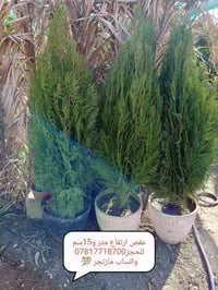 مشتل الجمعيه • الدجيل • نباتات داخلية وخارجية