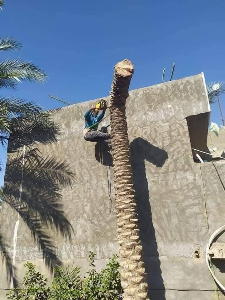 جاهزون لقطع الأشجار والنخيل العالقة بالاسلاك الكهربائية والعملاقة والصعبة بكادر متخصص للاتصال ***********
 الجميع الجميع الرقام التاليه يوجد وادساب
