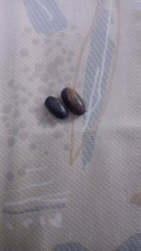 قفل • كمية كبيرة