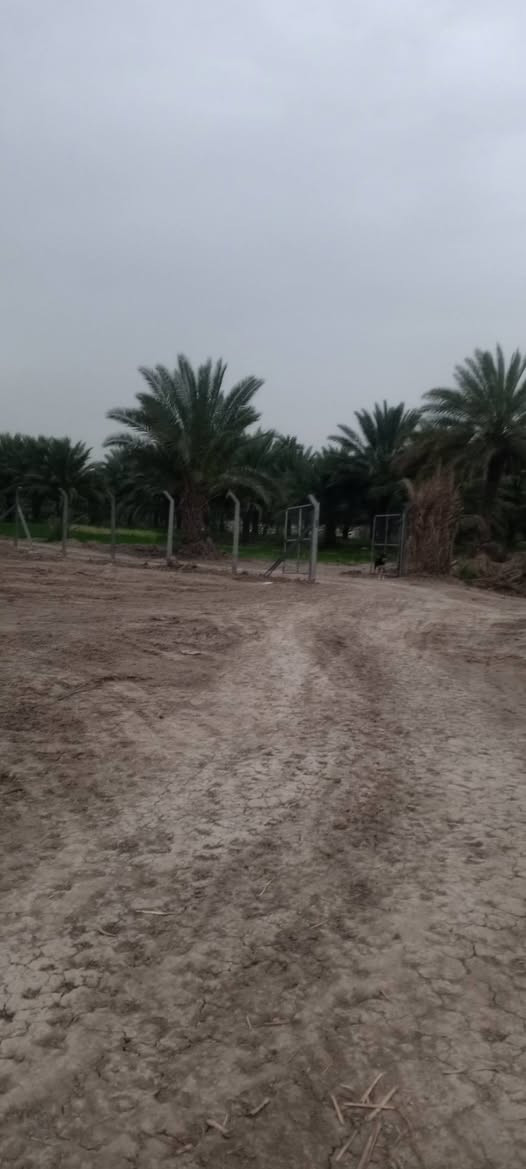 قطعه للبيع طابو صرف زراعي سند 25 المساحة 620م العنوان الحمزة الغربي حي عدنان الزراعي كاع سيد شاكر الواجه 23والنزال 28 ركن على شارعين الاستفسار @الاتصال على الرقم *********** السعر 80 قفل
