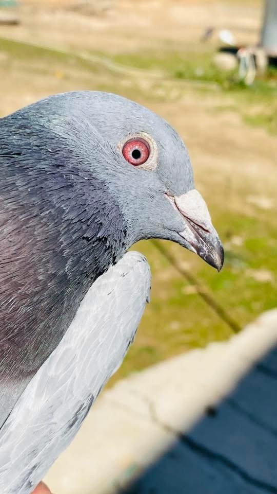 السلام عليكم زوج زواجل مال سباق سعرهم 15 قفل


**إذا كنت صاحب هذا الإعلان وتريد حذفه لأي سبب، رجاءا أرسل رسالة إلى الدعم الفني**