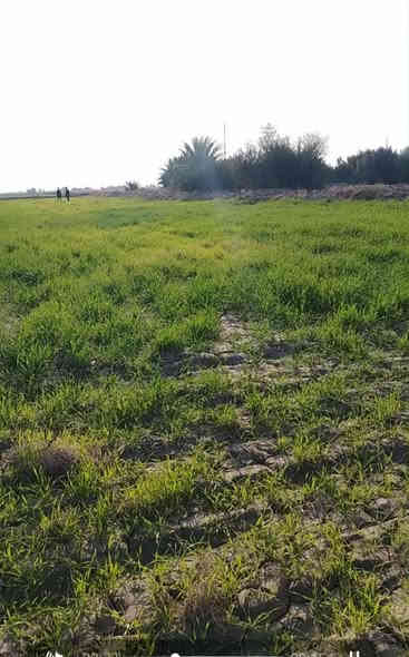 للبيع دوانم طابو زراعي سند 25 وجه علئ شط الفرات متوفر فيها الماء طوال سنه فيها الكهرباء والمدارس ومحاطه ببزول وفيها نخيل واشجار الكميه من 10 دونم الئ 1000 دونم سعر الدونم 3 مليون *********** محافظه الديوانيه تبعد عن الحمزه شرقي 30ك وعن الرميثه 30ك
