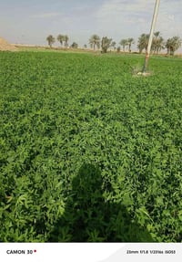 نص دونم • برسيم • الرفاعي ابو الماش