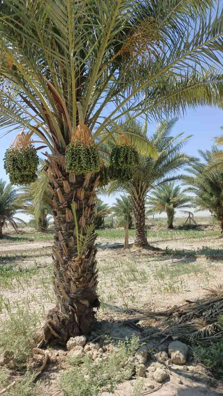 🌴 للبيع بستان طابو صرف – الديوانية / السنية 🌴
📍 الموقع: نزلت سيد جرص – قرية حمزة آل غانم
📐 المساحة: 9 دونم
📄 الجنس: بستان طابو صرف

✅ البستان مزروع بالكامل
✅ يحتوي على 3 آبار ارتوازية
✅ حصة نهر متوفرة
✅ المياه متوفرة بشكل دائم وممتاز للزراعة

📞 للاستفسار والتفاصيل أكثر:
***********

مناسب للاستثمار الزراعي أو السكن الهادئ والأجواء الريفية 🌿

