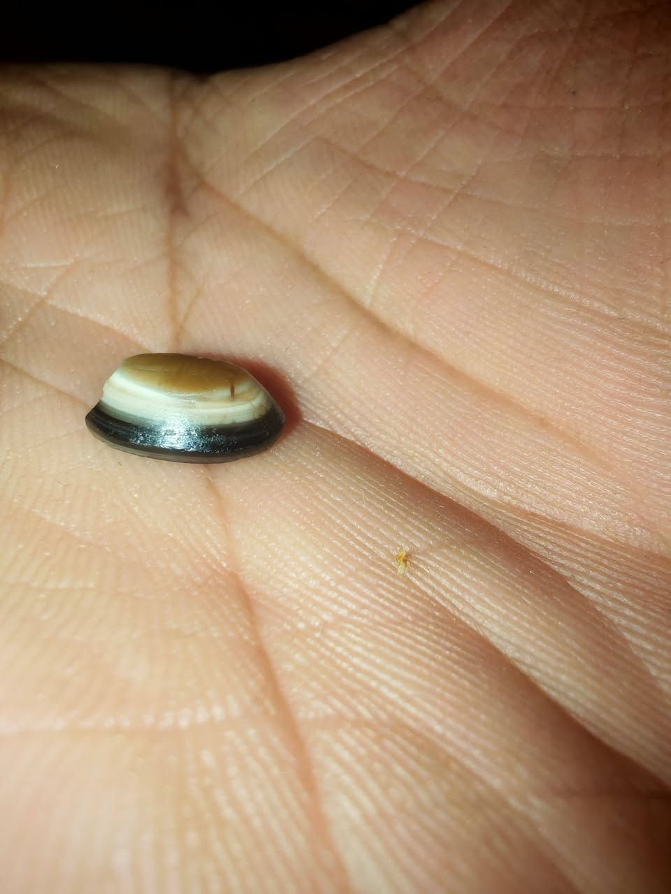 جزعه كافيه
الستفسار ***********
