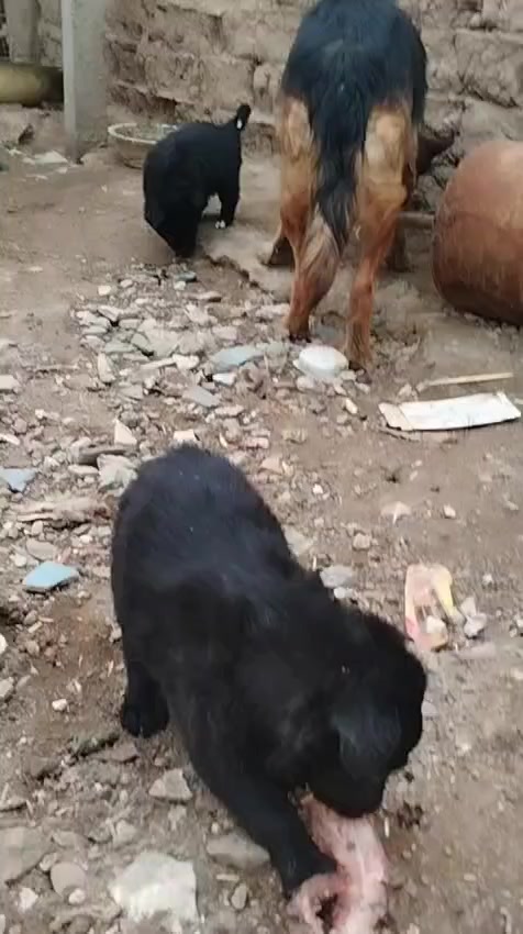 متاح ٥ جراء للبيع كامل لقاحات مثل ماموضحات بلصوره صوره لاب ولام موجوده سعر تك ١٠٠ الف الي يريدهن يتصل بي خير ويدلل
***********
