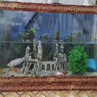 ئه م ماسيانه بوفروشتن ٩دانه يه  07717582109