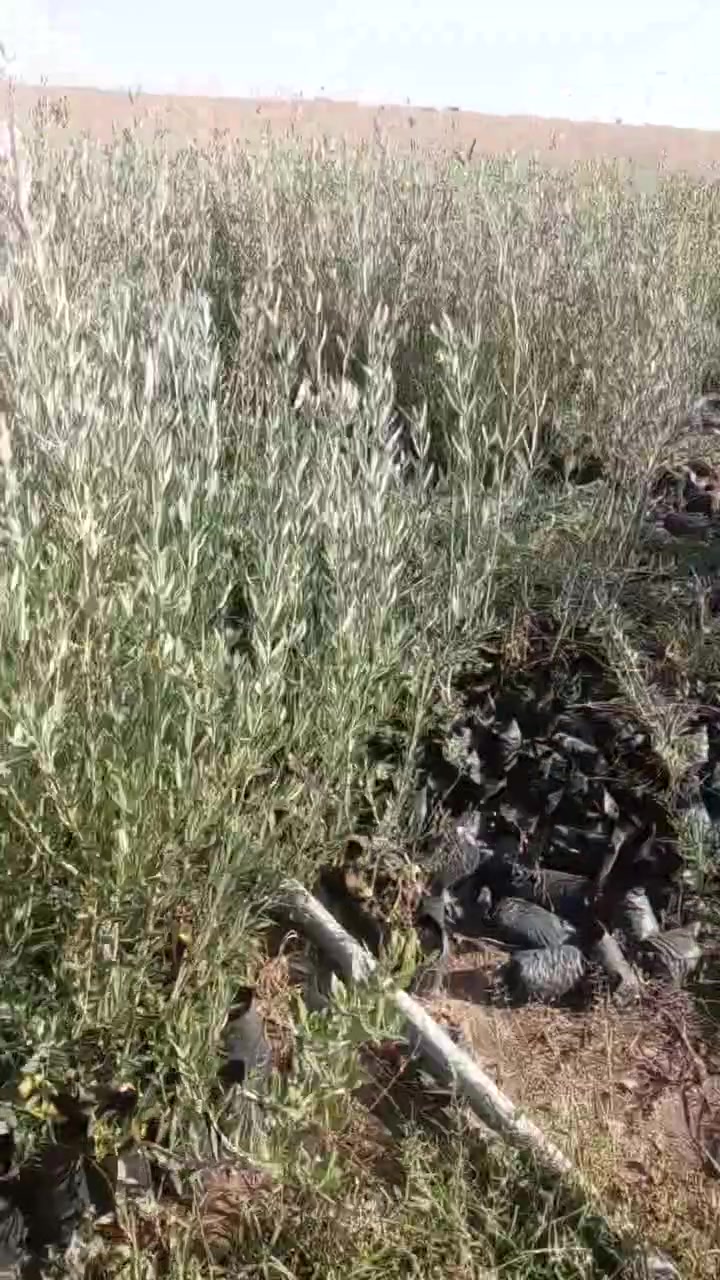 اي نوع سعره 7 جنيه 01001842341


**إذا كنت صاحب هذا الإعلان وتريد حذفه لأي سبب، رجاءا أرسل رسالة إلى الدعم الفني**