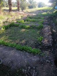 مزرعه • ٦ دونم • نخل شويثي