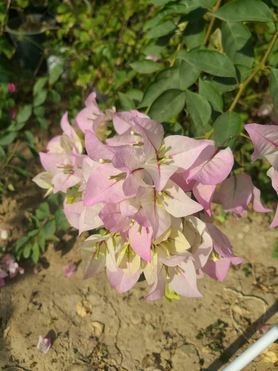 السلام عليكم احبتي الكرام يتوفر جهنمي متسلق هاي الاوان الي بالصور يوجد خدمه توصيل بغداد وديالى فقط
***********
