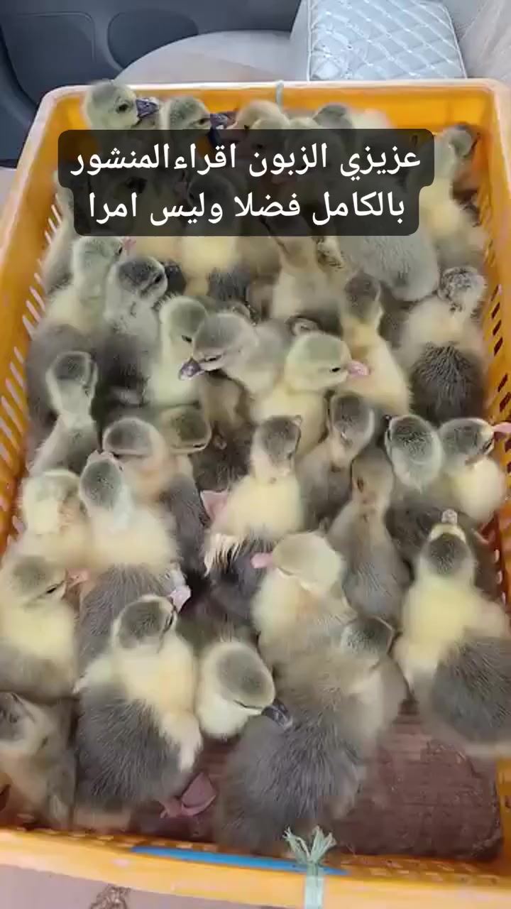 احبتي متابعيني الاعزاءاقراءمنشور بالكامل اذا يفيدك ثم خابرني 
 جملة ومفرد  عدد مفتوح من واحد الى ١٠٠٠ تك سعرحسب العدد
 ٥ ازواج  الى. ٢٠ زوج. سعر  الزوج. ب ١٠ الف
٢٥ زوج الى  ٤٠ زوج سعر الزوج. ٩٧٥٠
٥٠ زوج الى ١٠٠ زوج. سعر الزوج ٩ ونص
٢٠٠ زوج الى. ٢٥٠ زوج. سعر الزوج. ب ٩٢٥٠
الي يحجز قبل وصول وجبة ويدفع عربون عن طريق الكارت
يكون سعرتنافسية جدا.فقط الي يدفع عربون للجملةزوج ب٩الف
يوجد توصيل داخل موصل والاجرى ع مشتري 
بنسبة اقضيةونواحي اطراف موصل   توصيل حسب الاتفاقية
 توصيل خارج الموصل  للمحافظات. ماعندي 
عنوان موصل قضاء حمدانية قريةوردك 
***********
تابعو صفحة مفقس قريةوردك ليصلكم كل جديد باسعار تنافسية
