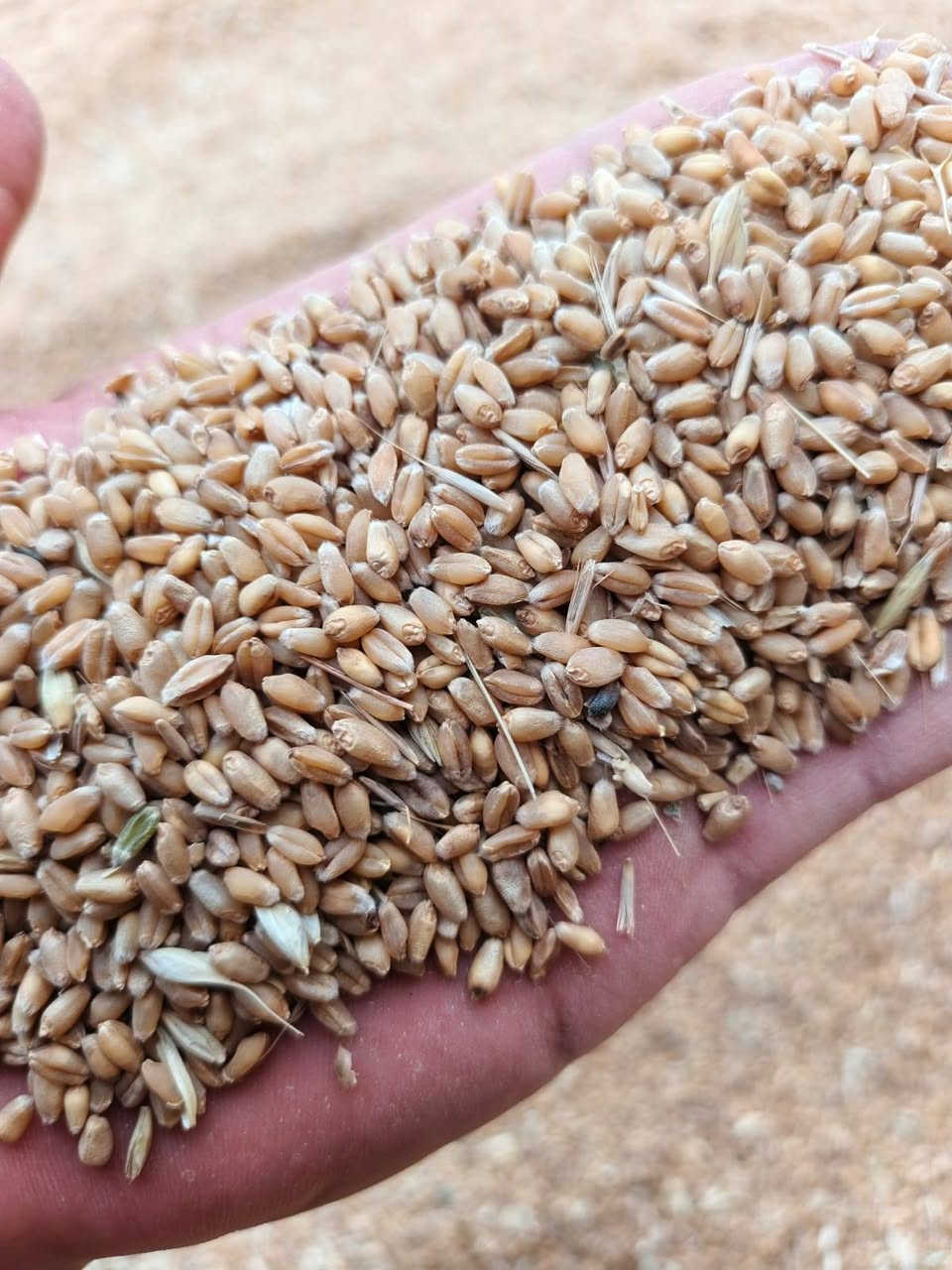 يوجد حنطة  وشعير للبيع مكان الوجيهية ***********
