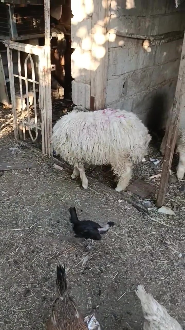 للبيع طلي وزن خير من الله يطلع 16 كيلو تكريت حماد شهاب ***********

