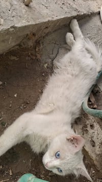 بابل نادر الاولى • قط أبيض • ضعيف