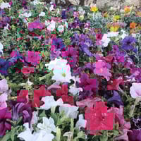 ورود موسمية • نباتات شمسية • توصيل الصويره