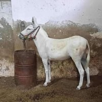 مطي • بغل • حيوان للبيع • مطي للبيع • بغالي • دابة