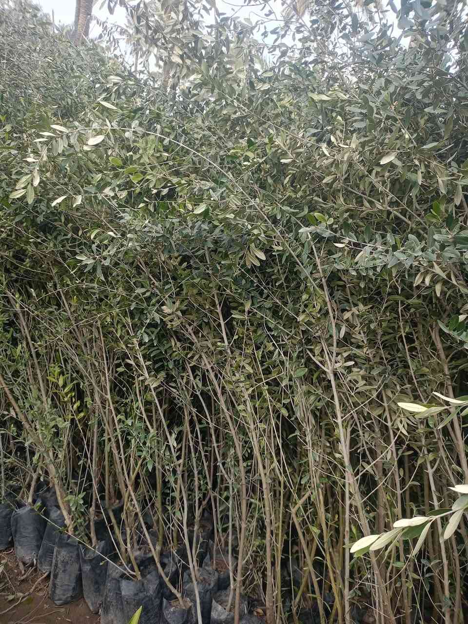 مشتل كرار الزراعي.   لايوجود توصيل فقط للكميه الاجره ع مشتري 

 الأسعار جمله فقط 
وجبه جديده اكثر من مترين ع 3متر 

زيتون خستاوي ارتفاع شتله مترين ع 3متر عود جبر 
معزول كيس ابو 3كيلو سعر 2٫500 
الكميه موجوده 1500شتله حاليا 

كصه ثانيه مال عزل ارتفاع شتله متر ع متر وربع  كيس ابو 3كيلو سعر 1٫250

تحياتي الكم احبتي متابعين 
العنوان بغداد الكريعات يم وقف سني 
واتساب ***********
