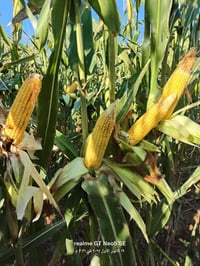 يوجد صفره سيلاج تصال علا رقم 07817502922