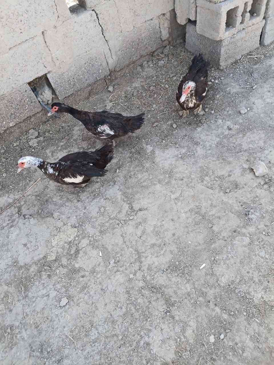 ب٢٥ كلهن يبيضن شرط


**إذا كنت صاحب هذا الإعلان وتريد حذفه لأي سبب، رجاءا أرسل رسالة إلى الدعم الفني**