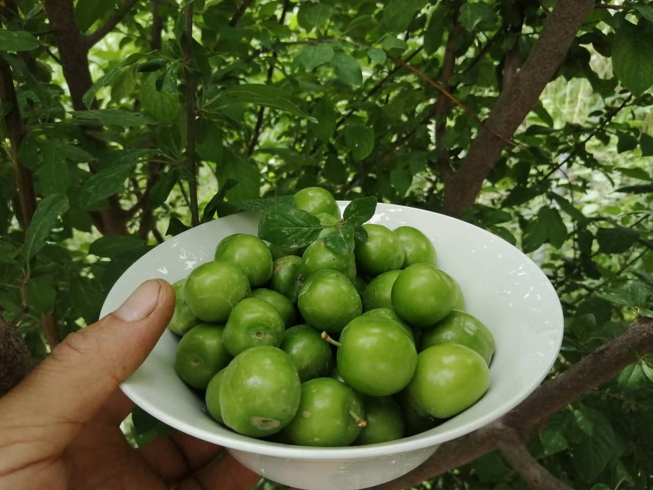 ورجعنالكم بموسم جديد موسم الفواكه🍎🍊🍇🥝
اللي يحب يزين حديقتة بأنواع الفواكه🍎🍏والأشجار المثمرة🥑🍒🍋‍🟩🍋
وفرنالكم وجبة حلوة من النفضيات والحمضيات🍋🍊🍏🍒 وباحجام متنوعة وبأسعار مناسبة مقارنة باحجامها  الكبيرة
اللي يحب يحجز يراسلنا خاص او واتساب على الرقم
 🍏🍏***********🍎🍎
واللي يحب يزورنا عنواننا خانقين بختياري الثانيا نهاية شارع العصائب واسواق صالح حمود وعدنا توصيل داخل خانقين🥭🍍🍓
راسلونا وتدللون
