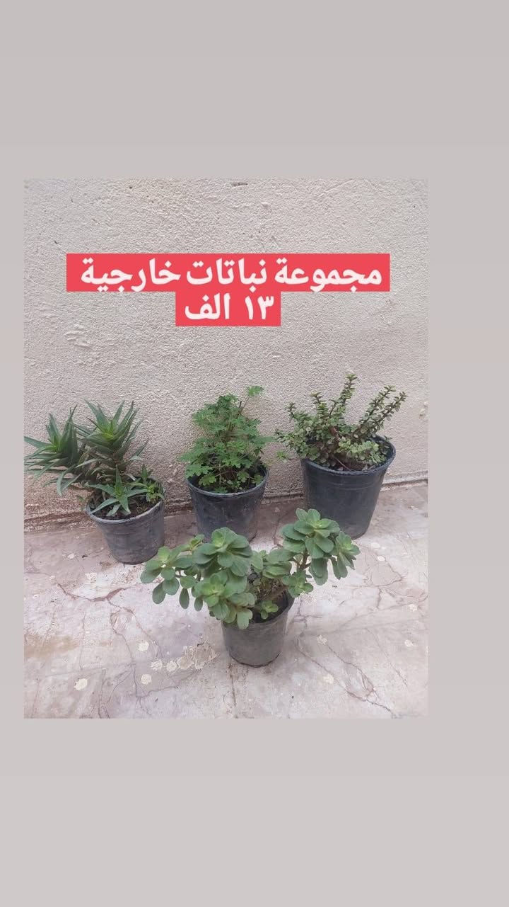 نباتات طبيعيه للبيع دائميات يوجد توصيل كل المحافظات


**إذا كنت صاحب هذا الإعلان وتريد حذفه لأي سبب، رجاءا أرسل رسالة إلى الدعم الفني**