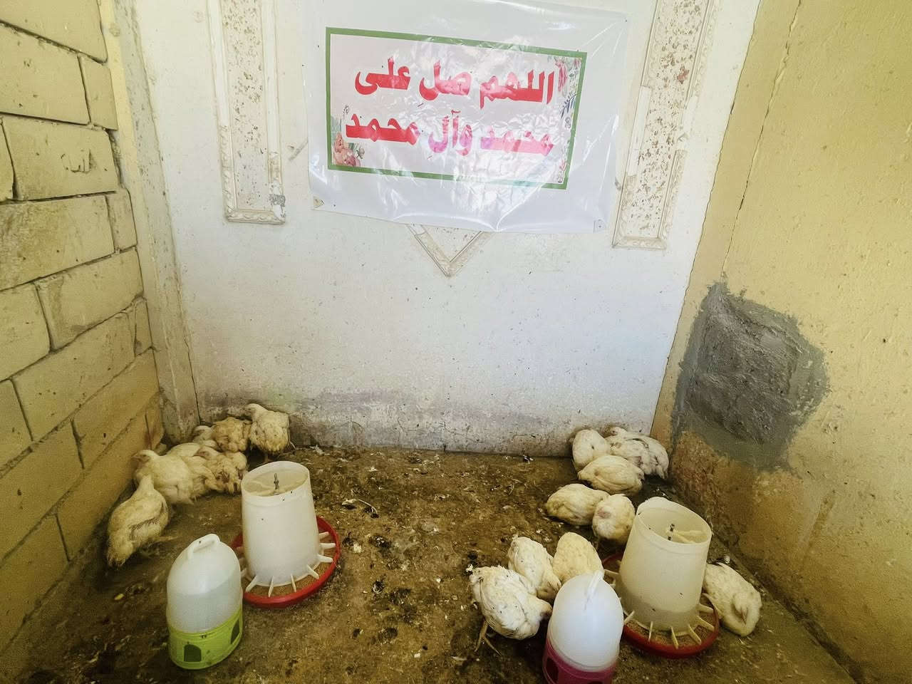 السلام عليكم
غراض محل دجاج للبيع كاملات 
هلاسة 
ميزان إلكتروني 
مجمدة 
سنك 
معالف ومناهل 
سجاجين ومستحدات 
ميز + براميل عدد ٣ 
مذبح 
بريمز + قنينة + كدر 
كونية علف + كونية نشارة 

مكان حلة شارع الحسينية 

للاستفسار خاص او الاتصال بالرقم 

***********
