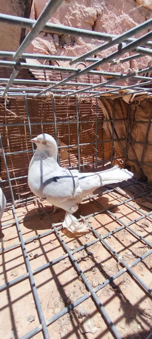 للبيع زوج حمام زينه سعر الزوج 25 
تواصل 
***********
