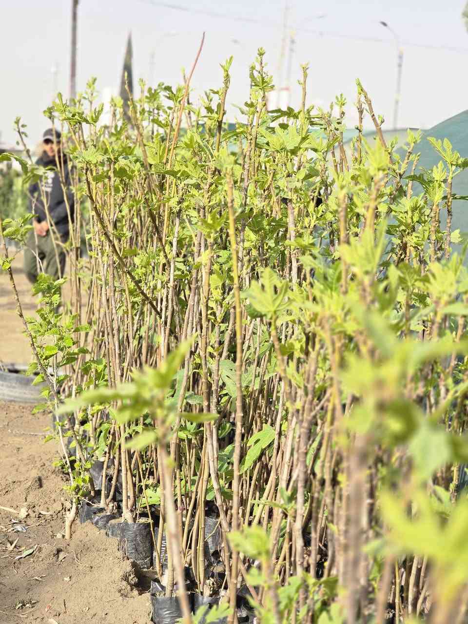 يا الله  اللهم صل على محمد وآل محمد
موسم خير انشاء الله يتوفر جميع انواع الورد الجوري

 العراقي السلطاني المحمدي الهولندي #ويوجد جميع انواع

 الحمضيات والنفضيات بأسعار مناسبه جداا

يوجود ثيل هندي درجه اولئ 

يوجود جميع انواع التين 

زورونا لتجدون الأفضل 🌷🌷


**إذا كنت صاحب هذا الإعلان وتريد حذفه لأي سبب، رجاءا أرسل رسالة إلى الدعم الفني**