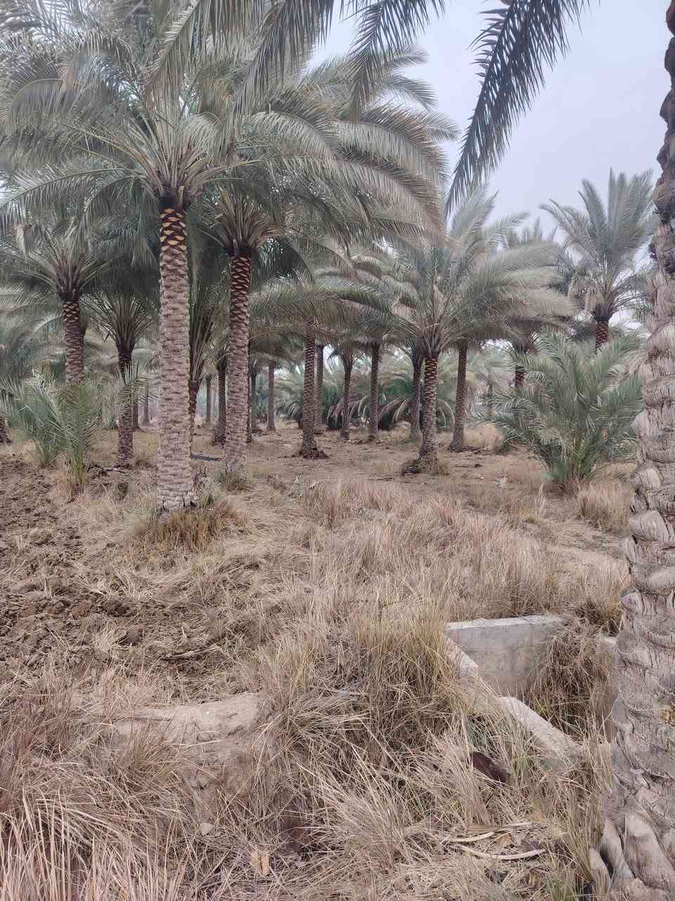 اللهم صل على محمد وال محمد
ارض للبيع المساحه 3 دونم طابو زراعي 25 تحويل باسم المشتري كربلاء الحسينيه منطقة البركه وجه شارع تبليط السعر الكلي ٣٢٥ الاستفسار ع الرقم ***********
